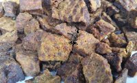 Pferde - Fleisch - Würfel 1000 g