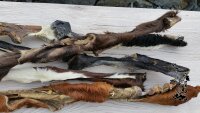 Rinder - Kopfhaut Stange mit Fell 25 Stück
