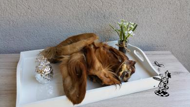 Rinder - Ohren mit Muschel und Fell 1 Stück